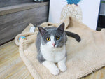 Load image into Gallery viewer, Plush Pet Blanket Dog Mat Cat Mat Pet Air Conditioning Mat Pet Plush Mat