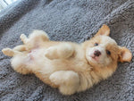 Load image into Gallery viewer, Plush Pet Blanket Dog Mat Cat Mat Pet Air Conditioning Mat Pet Plush Mat