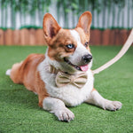 Load image into Gallery viewer, Nude velvet pet collar