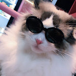 Load image into Gallery viewer, Pet Dog Cat Multi-color Sunglasses Cool Handsome Accessories