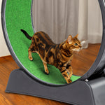 Load image into Gallery viewer, Black Plastic PP Splicing Type With Green Carpet 10kg Cat Treadmill
