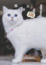 Load image into Gallery viewer, Pet Cat Beads Love Necklace
