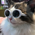 Load image into Gallery viewer, Red Pet Sunglasses Cat Model Fashion Love Eyeglass Frames
