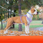 Load image into Gallery viewer, Dog Breast Strap Hand Holding Rope Dog Leash Collar Chest Back
