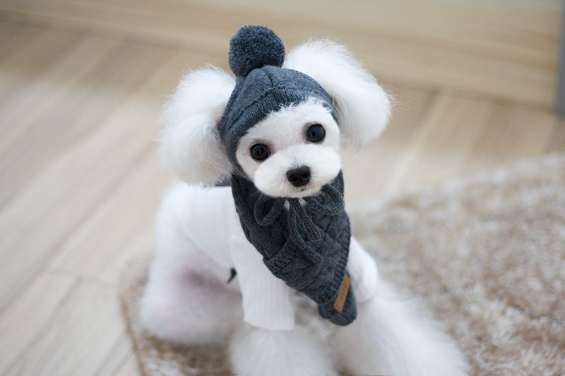 Tide pet clothes dog hat bib suit teddy bomei wool scarf autumn winter hat pet scarf