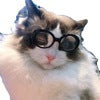 Load image into Gallery viewer, Pet Dog Cat Multi-color Sunglasses Cool Handsome Accessories
