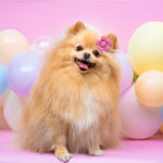 Load image into Gallery viewer, Pet Headdress Flower Spring Flower Solid Color Headdress Flower Dog Cat Accessories
