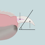 Load image into Gallery viewer, LED light pet nail clippers
