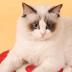 Load image into Gallery viewer, Cat Scratching Mat Natural Sisal Felt Durable Cat Scratching Board Cactus Shaped Scratcher Claws Grinding Protect Furniture
