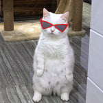 Load image into Gallery viewer, Funny Color Glasses Accessories For Dogs And Cats
